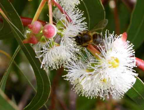 Eukalyptus - 2014 © by D.S. Felix