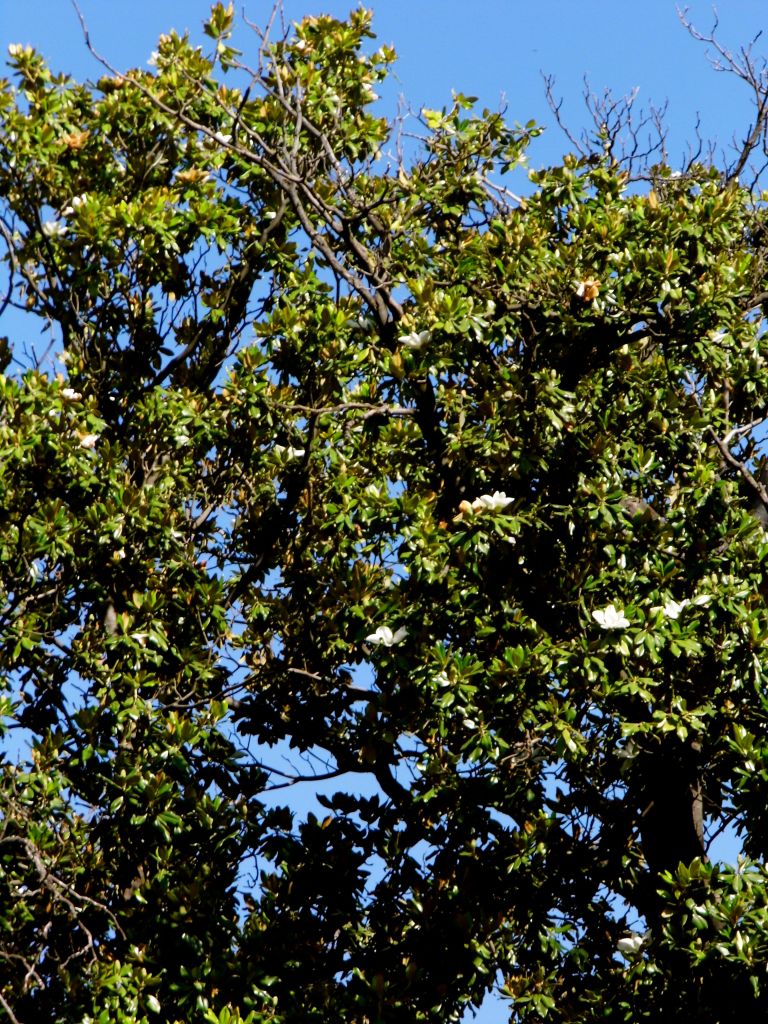 Gummibaum © D.S. Felix 2014