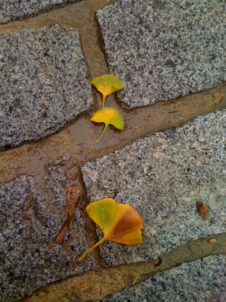 Von welchem Baum sind die Blätter? © D.S. Felix 2014