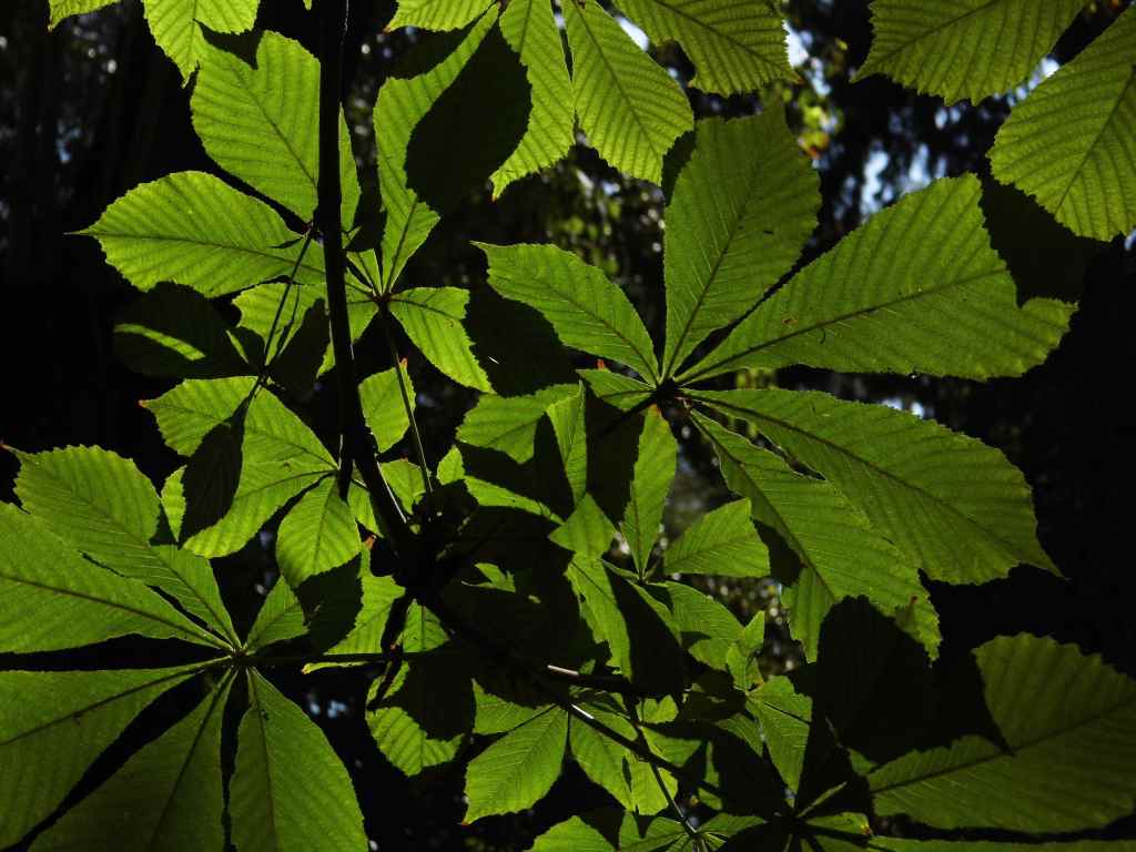 Wie heißt der Baum? © D.S. Felix 2014