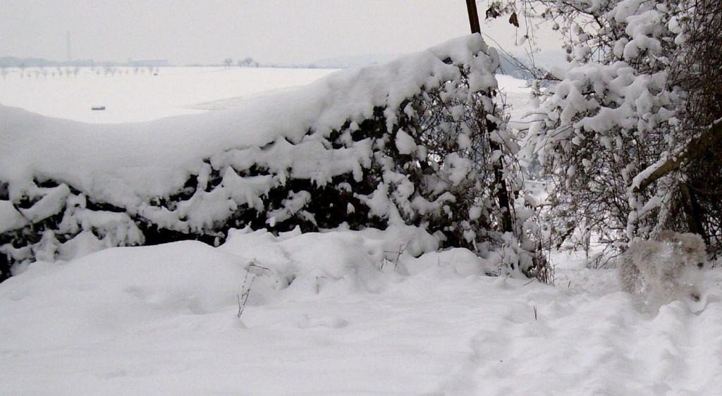 Francis im Schnee © by D.Schönfeld 