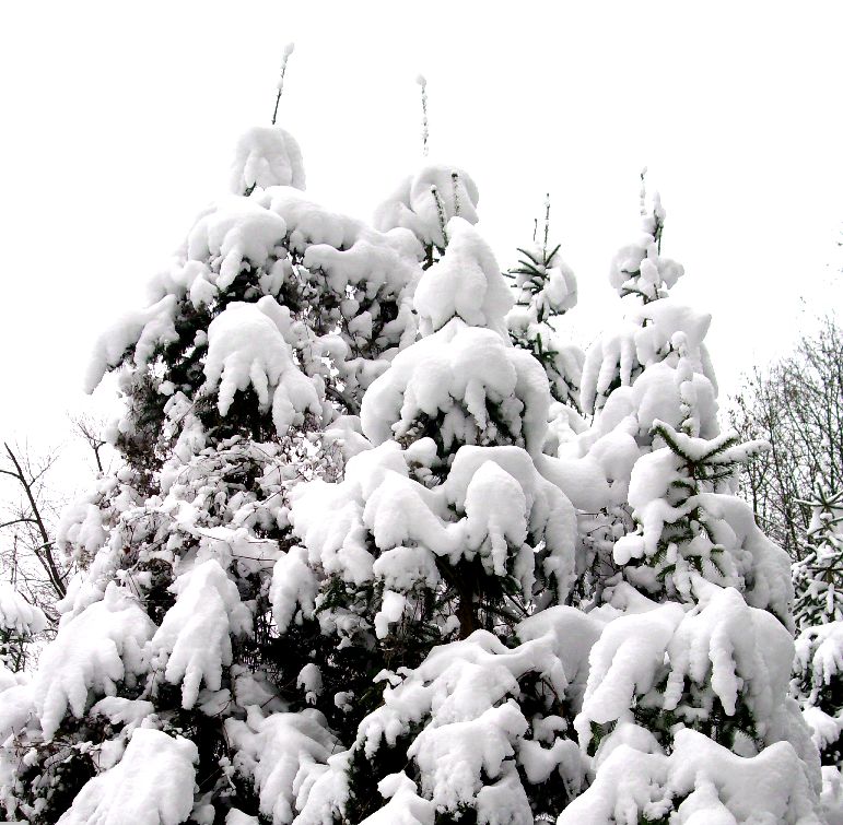 Tannenbäume © D. Schönfeld