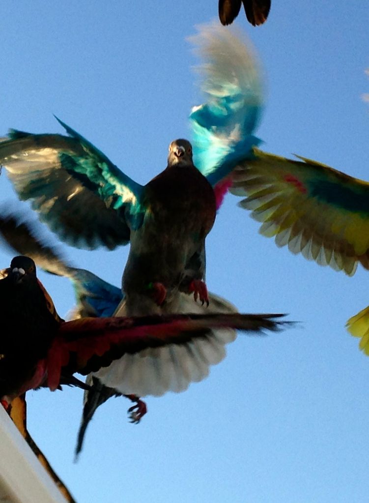 osterbunte Taube © by D. Schönfeld