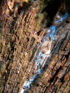 Lupi - Science Fiction © D.S. Felix 2015