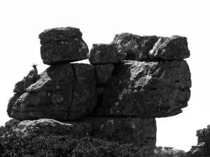 Desirée © D.S. Felix 2014