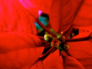 Weihnachtsstern by Dorothea Schönfeld